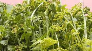 6 loại rau rừng ngon và phổ biến nhất, lại tốt cho sức khỏe