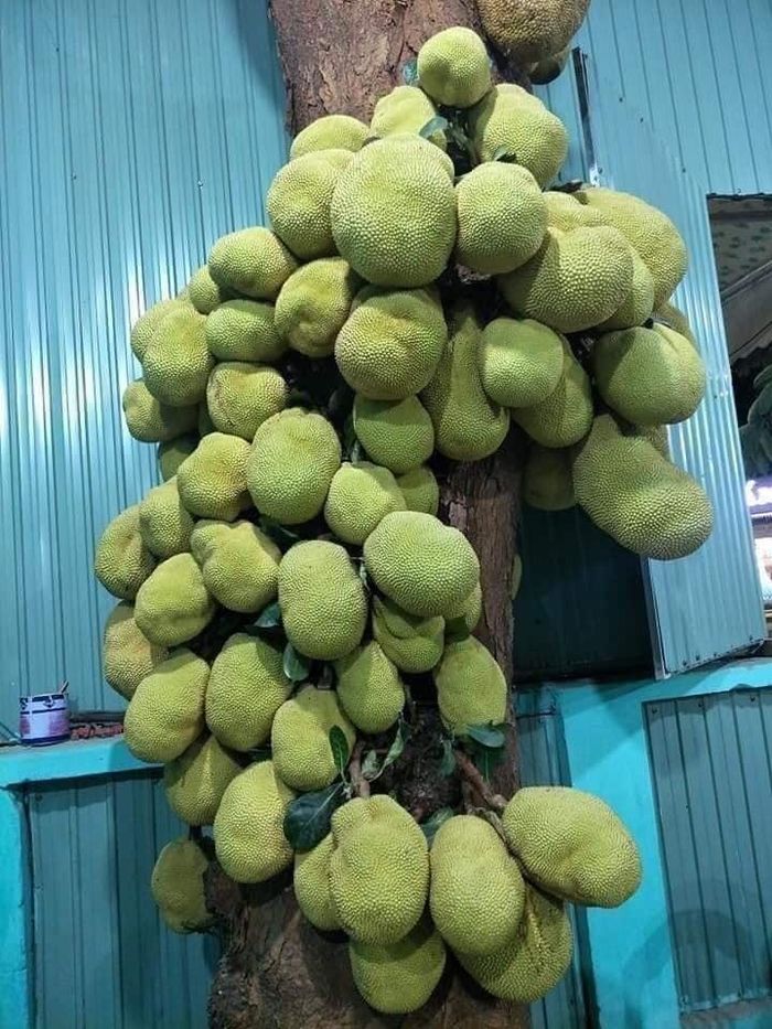 Kinh hoàng cây mít 'siêu mắn' trăm quả chen chúc như sung