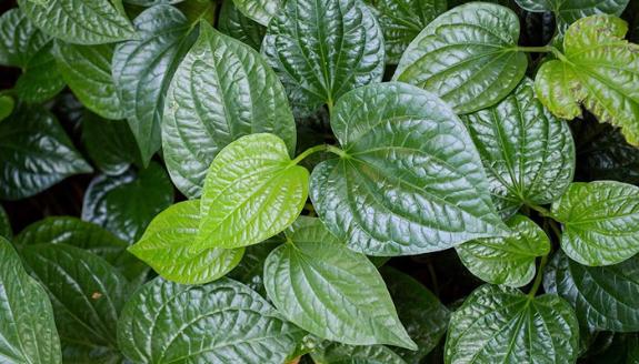 9 cách dùng lá lốt giảm đau, viêm khớp hiệu quả