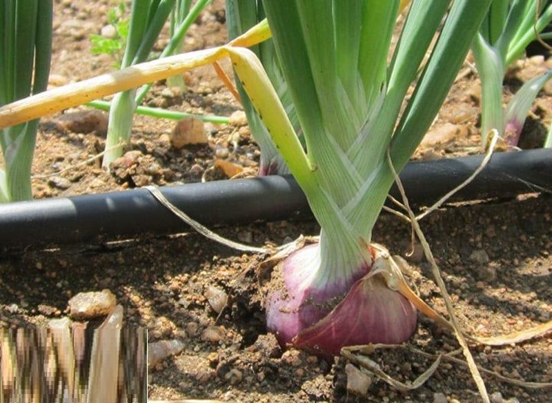 Loại củ thơm ngon vừa kiểm soát bệnh tiểu đường lại khoẻ xương khớp