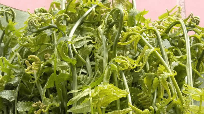 6 loại rau rừng ngon và phổ biến nhất, lại tốt cho sức khỏe